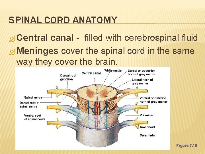 SPINAL CORD ANATOMY Central canal - filled with cerebrospinal fluid Meninges cover the spinal