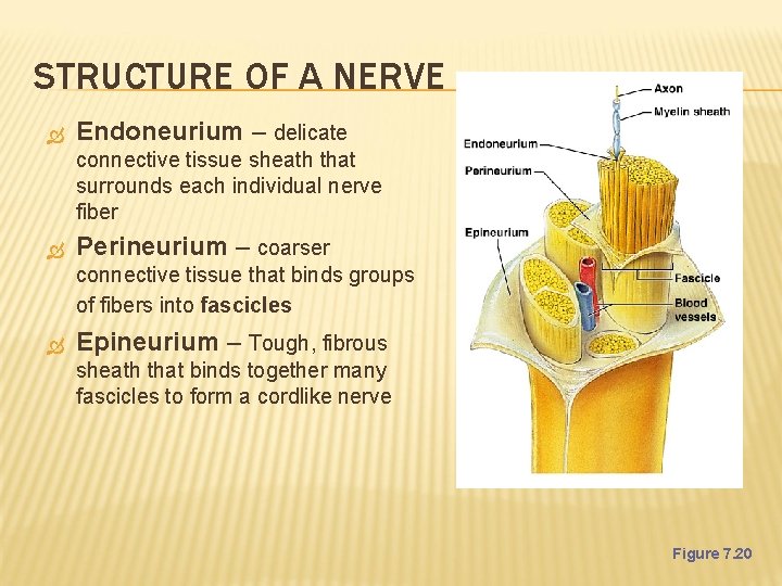 STRUCTURE OF A NERVE Endoneurium – delicate connective tissue sheath that surrounds each individual