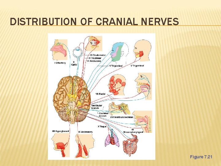 DISTRIBUTION OF CRANIAL NERVES Figure 7. 21 