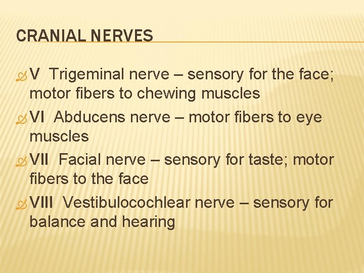 CRANIAL NERVES V Trigeminal nerve – sensory for the face; motor fibers to chewing