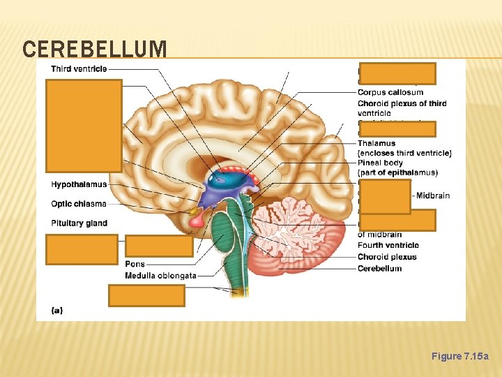 CEREBELLUM Figure 7. 15 a 