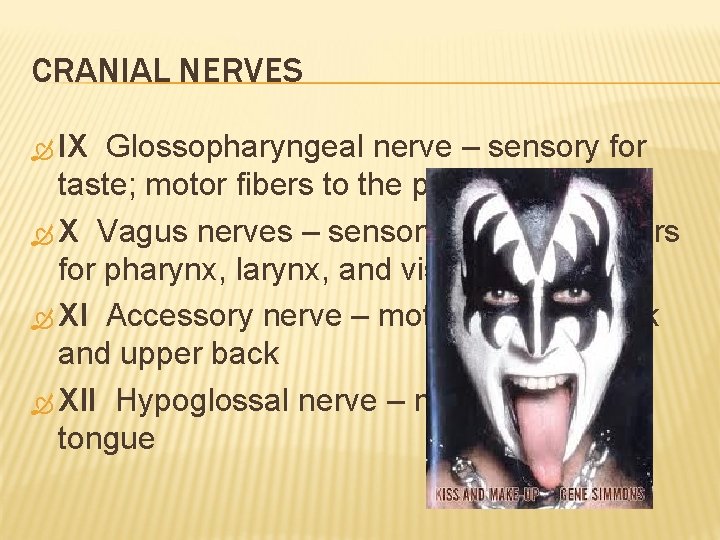 CRANIAL NERVES IX Glossopharyngeal nerve – sensory for taste; motor fibers to the pharynx