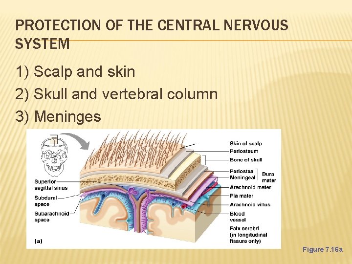 PROTECTION OF THE CENTRAL NERVOUS SYSTEM 1) Scalp and skin 2) Skull and vertebral