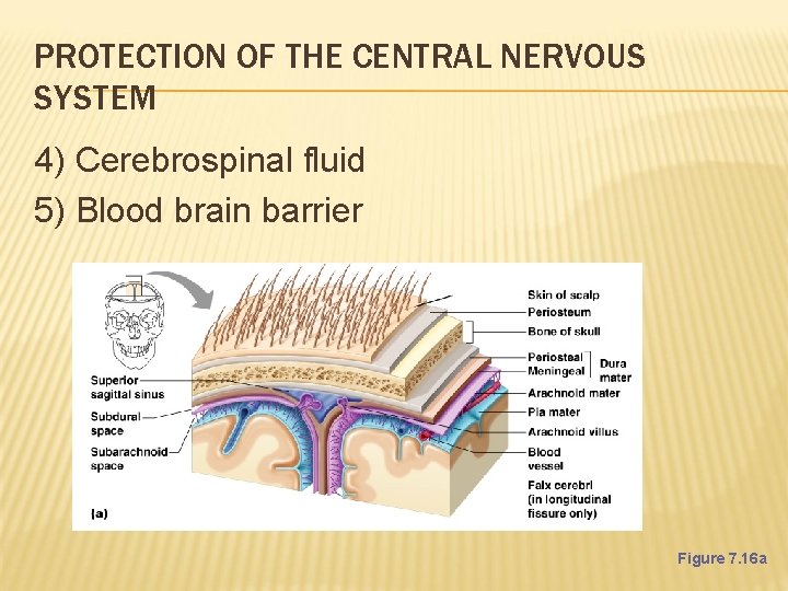 PROTECTION OF THE CENTRAL NERVOUS SYSTEM 4) Cerebrospinal fluid 5) Blood brain barrier Figure