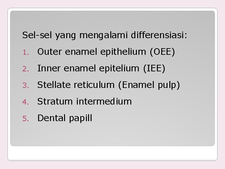 Sel-sel yang mengalami differensiasi: 1. Outer enamel epithelium (OEE) 2. Inner enamel epitelium (IEE)