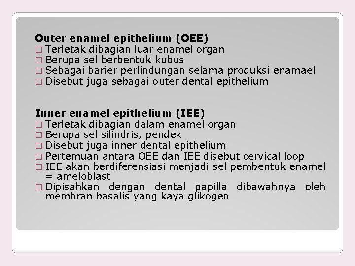 Outer enamel epithelium (OEE) � Terletak dibagian luar enamel organ � Berupa sel berbentuk