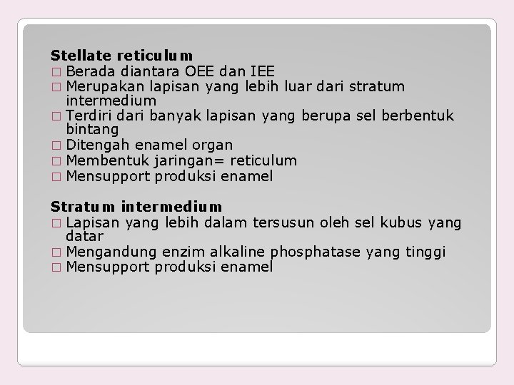 Stellate reticulum � Berada diantara OEE dan IEE � Merupakan lapisan yang lebih luar