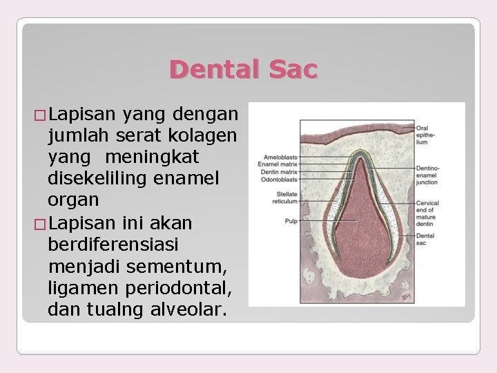 Dental Sac �Lapisan yang dengan jumlah serat kolagen yang meningkat disekeliling enamel organ �Lapisan
