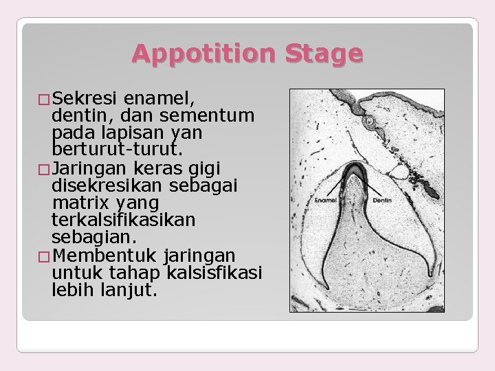 Appotition Stage �Sekresi enamel, dentin, dan sementum pada lapisan yan berturut-turut. �Jaringan keras gigi