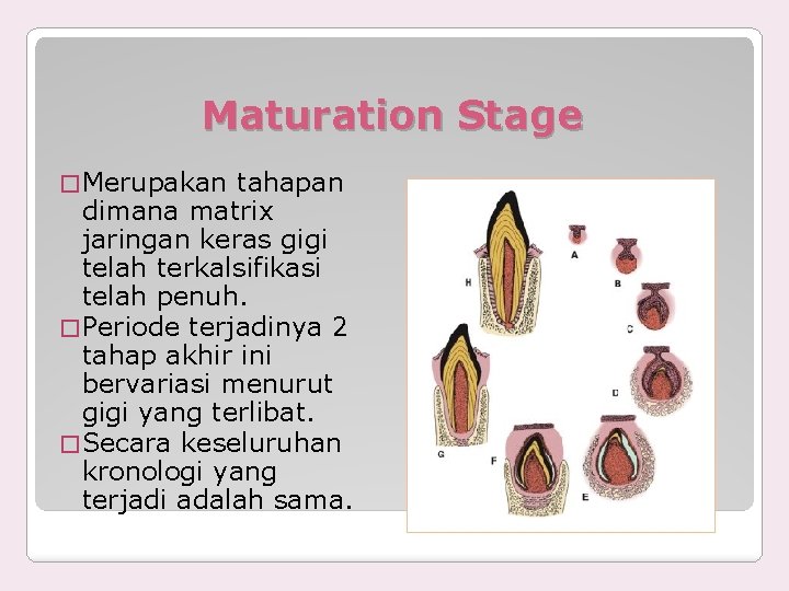 Maturation Stage � Merupakan tahapan dimana matrix jaringan keras gigi telah terkalsifikasi telah penuh.