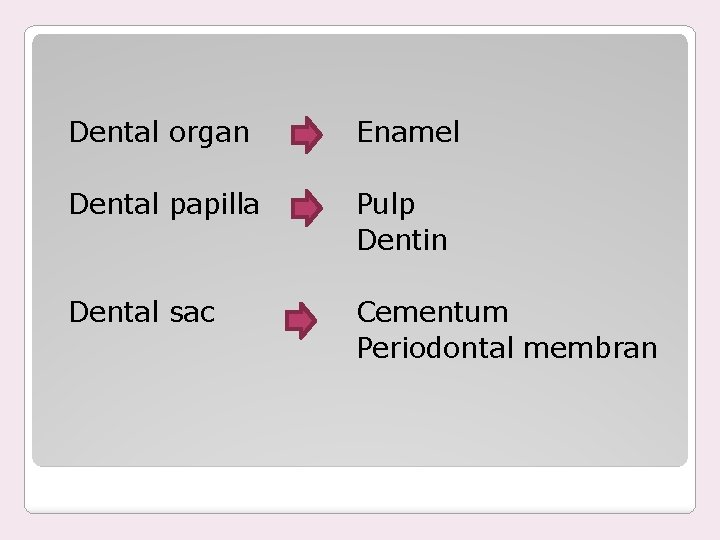 Dental organ Enamel Dental papilla Pulp Dentin Dental sac Cementum Periodontal membran 