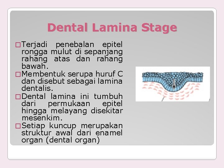 Dental Lamina Stage � Terjadi penebalan epitel rongga mulut di sepanjang rahang atas dan