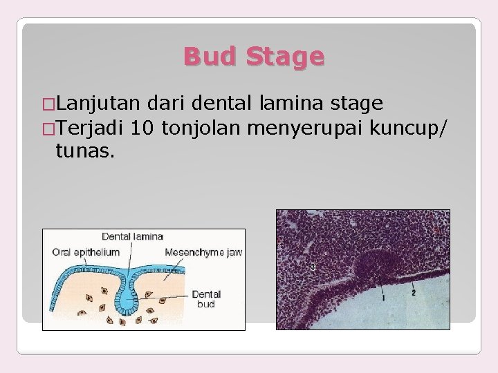 Bud Stage �Lanjutan dari dental lamina stage �Terjadi 10 tonjolan menyerupai kuncup/ tunas. 
