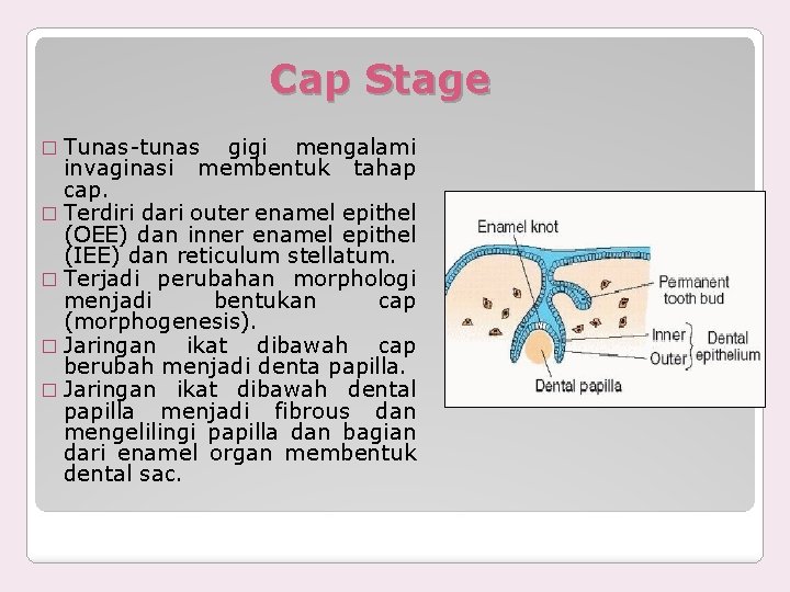 Cap Stage � Tunas-tunas gigi mengalami membentuk tahap invaginasi cap. � Terdiri dari outer