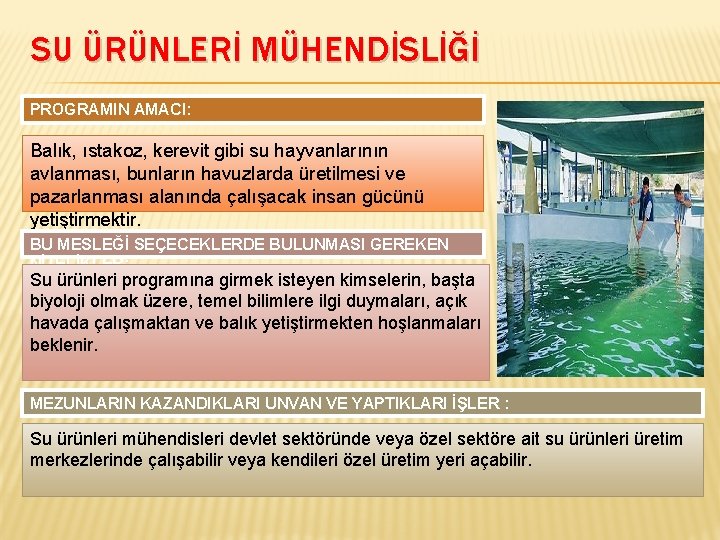 SU ÜRÜNLERİ MÜHENDİSLİĞİ PROGRAMIN AMACI: Balık, ıstakoz, kerevit gibi su hayvanlarının avlanması, bunların havuzlarda