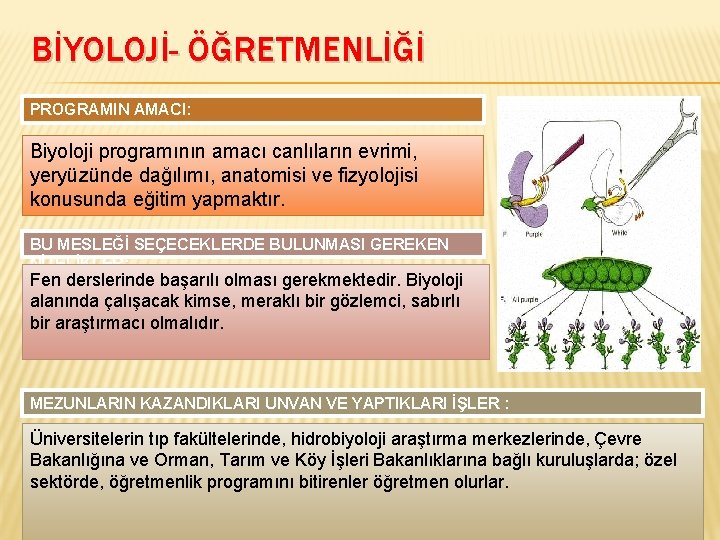 BİYOLOJİ- ÖĞRETMENLİĞİ PROGRAMIN AMACI: Biyoloji programının amacı canlıların evrimi, yeryüzünde dağılımı, anatomisi ve fizyolojisi