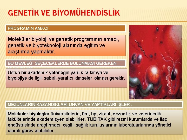 GENETİK VE BİYOMÜHENDİSLİK PROGRAMIN AMACI: Moleküler biyoloji ve genetik programının amacı, genetik ve biyoteknoloji