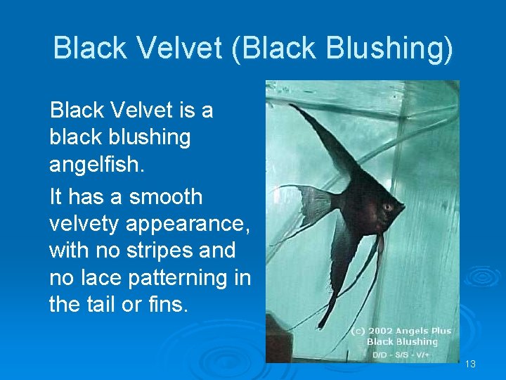 Black Velvet (Black Blushing) Black Velvet is a black blushing angelfish. It has a