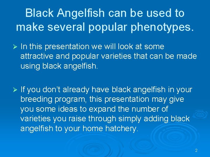 Black Angelfish can be used to make several popular phenotypes. Ø In this presentation