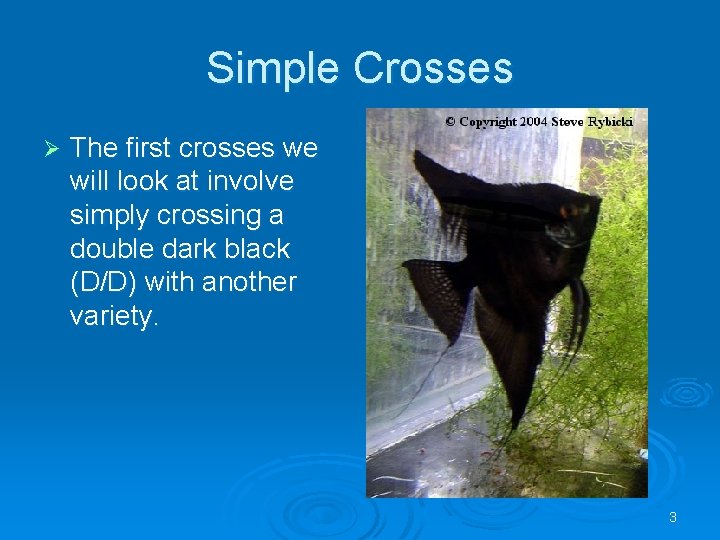Simple Crosses Ø The first crosses we will look at involve simply crossing a