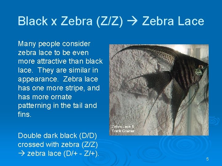 Black x Zebra (Z/Z) Zebra Lace Many people consider zebra lace to be even