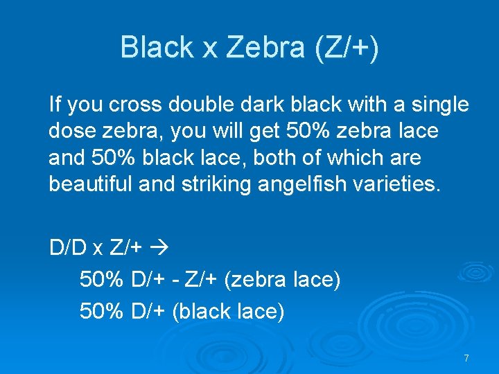 Black x Zebra (Z/+) If you cross double dark black with a single dose