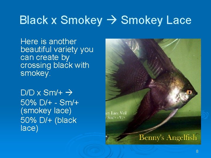 Black x Smokey Lace Here is another beautiful variety you can create by crossing