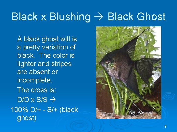 Black x Blushing Black Ghost A black ghost will is a pretty variation of