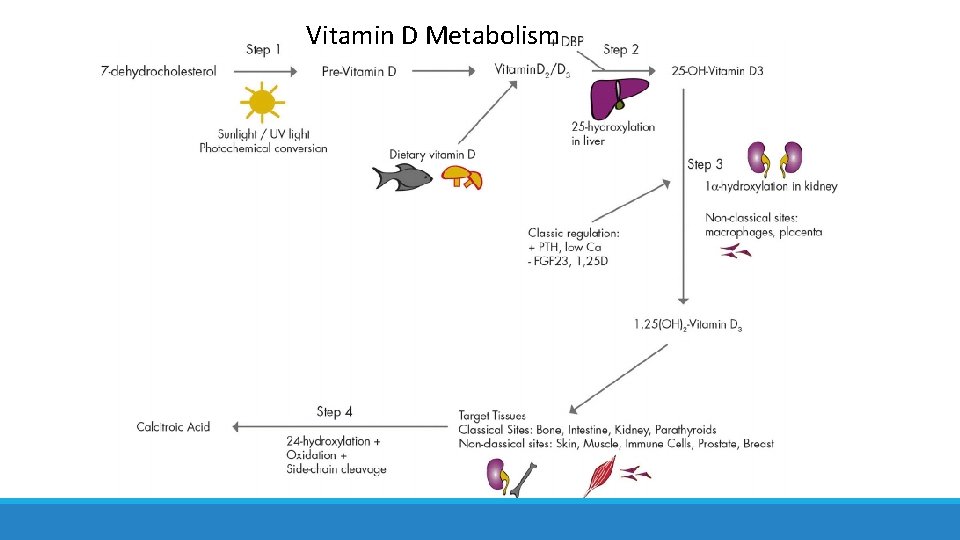 Vitamin D Metabolism 