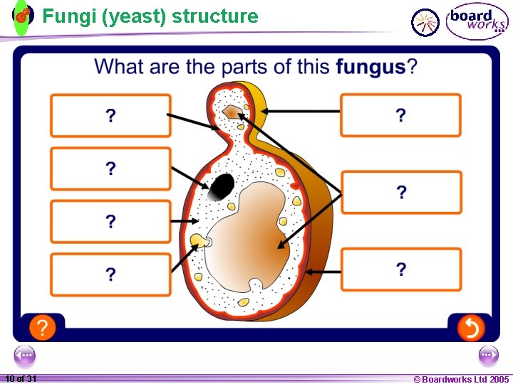 Fungi (yeast) structure 1 10 ofof 20 31 © Boardworks Ltd 2005 2004 