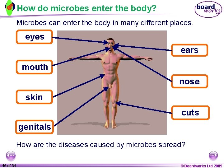 How do microbes enter the body? Microbes can enter the body in many different