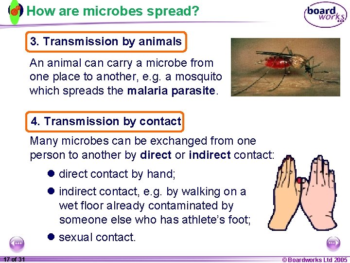How are microbes spread? 3. Transmission by animals An animal can carry a microbe