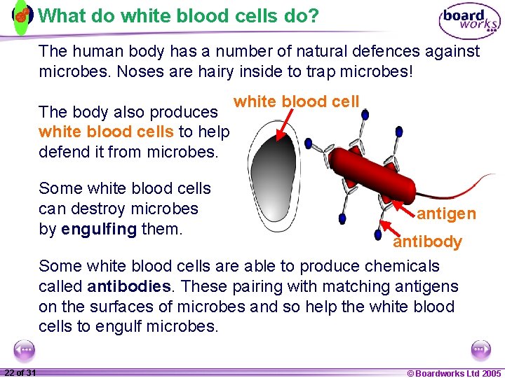 What do white blood cells do? The human body has a number of natural