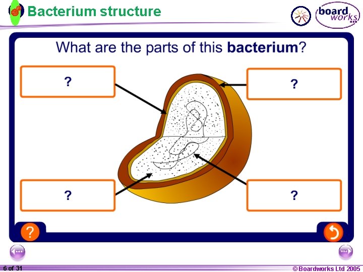 Bacterium structure 1 20 6 of 31 © Boardworks Ltd 2005 2004 