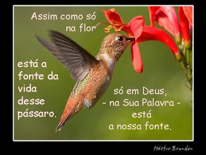 Assim como só na flor está a fonte da vida desse pássaro. só em