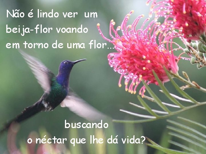 Não é lindo ver um beija-flor voando em torno de uma flor. . .