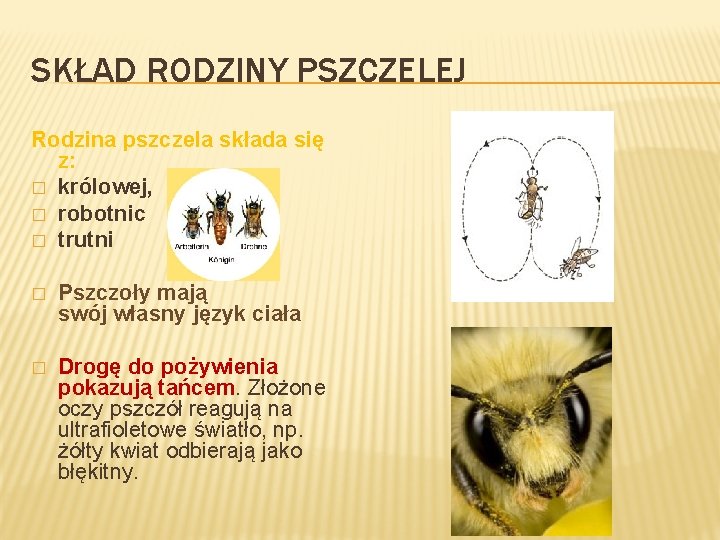 SKŁAD RODZINY PSZCZELEJ Rodzina pszczela składa się z: � królowej, � robotnic � trutni