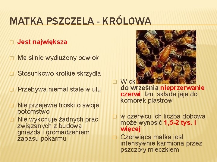 MATKA PSZCZELA - KRÓLOWA � Jest największa � Ma silnie wydłużony odwłok � Stosunkowo