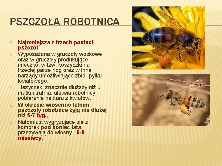 PSZCZOŁA ROBOTNICA � � � Najmniejsza z trzech postaci pszczół Wyposażona w gruczoły woskowe