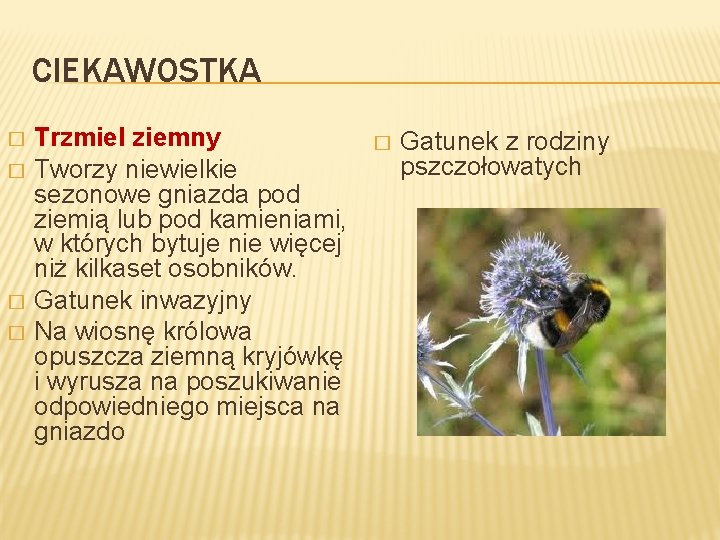 CIEKAWOSTKA � � Trzmiel ziemny Tworzy niewielkie sezonowe gniazda pod ziemią lub pod kamieniami,