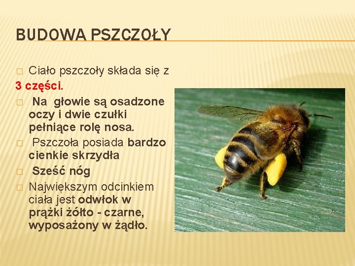 BUDOWA PSZCZOŁY Ciało pszczoły składa się z 3 części. � Na głowie są osadzone