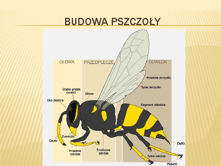 BUDOWA PSZCZOŁY 