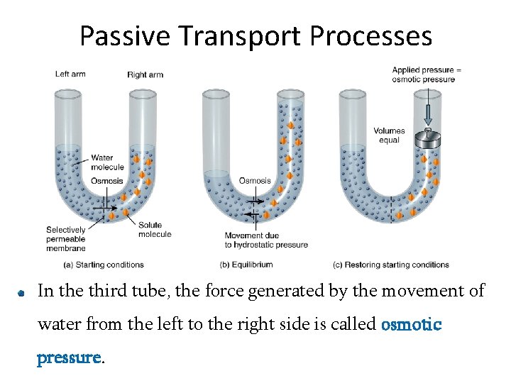Passive Transport Processes In the third tube, the force generated by the movement of