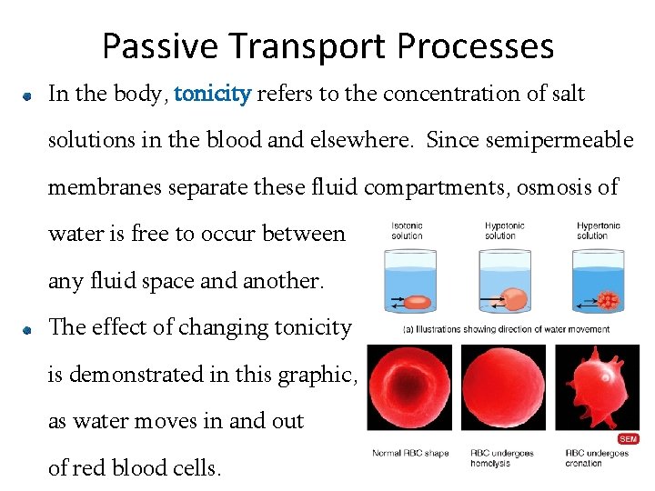 Passive Transport Processes In the body, tonicity refers to the concentration of salt solutions