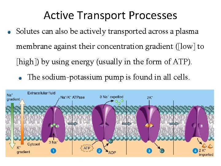 Active Transport Processes Solutes can also be actively transported across a plasma membrane against