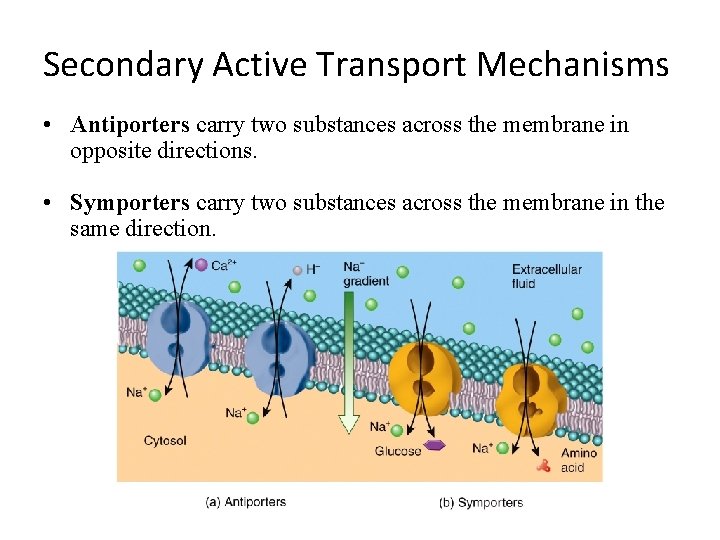 Secondary Active Transport Mechanisms • Antiporters carry two substances across the membrane in opposite