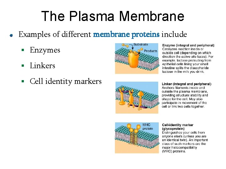 The Plasma Membrane Examples of different membrane proteins