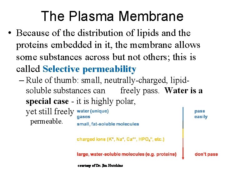 The Plasma Membrane • Because of the distribution of lipids and the proteins embedded
