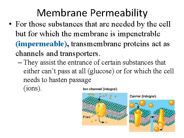 Membrane Permeability • For those substances that are needed by the cell but for