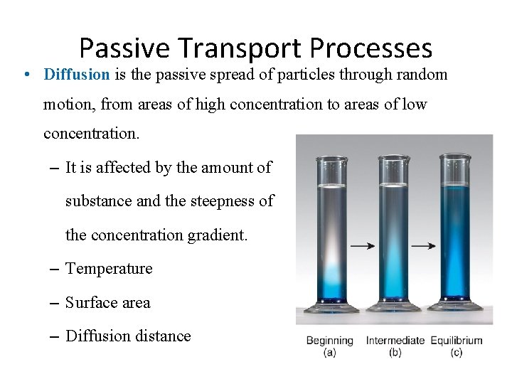 Passive Transport Processes • Diffusion is the passive spread of particles through random motion,